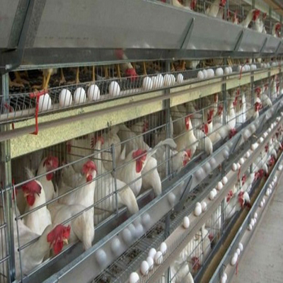Modular Steel Structure Poultry House with Automated Ventilation