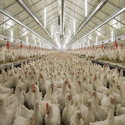 Q235 Q235B Q345 S355 Steel Structure Poultry House / Steel Frame Chicken Coop With Insulated Panels