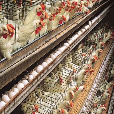 H Beam Steel Structure Poultry House with Q235 Q345 Frame